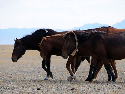 Essence of Mongolia (12 days / 11 nights)